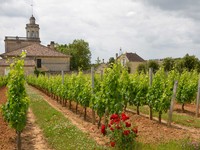 image vignoble Bonnet printemps