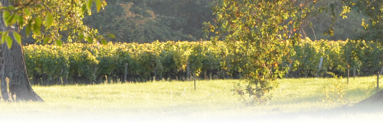 image vignes château de Cruzeau