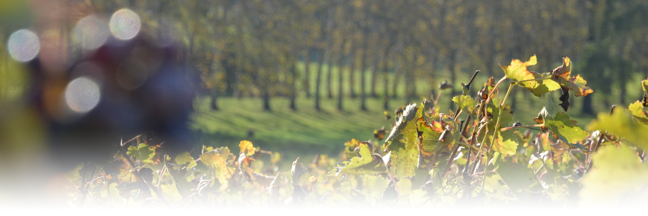 vignoble château la Louvière