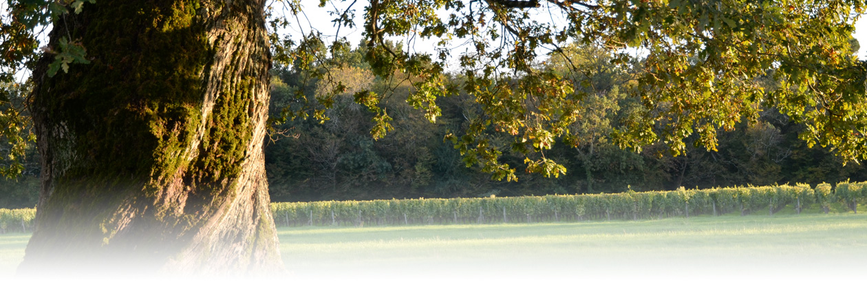 image vignes environnement Cruzeau