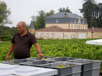 Vendanges Château Couhins-Lurton 2013