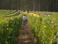 image vendanges château La Louvière