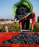 image vendanges Vignobles André Lurton